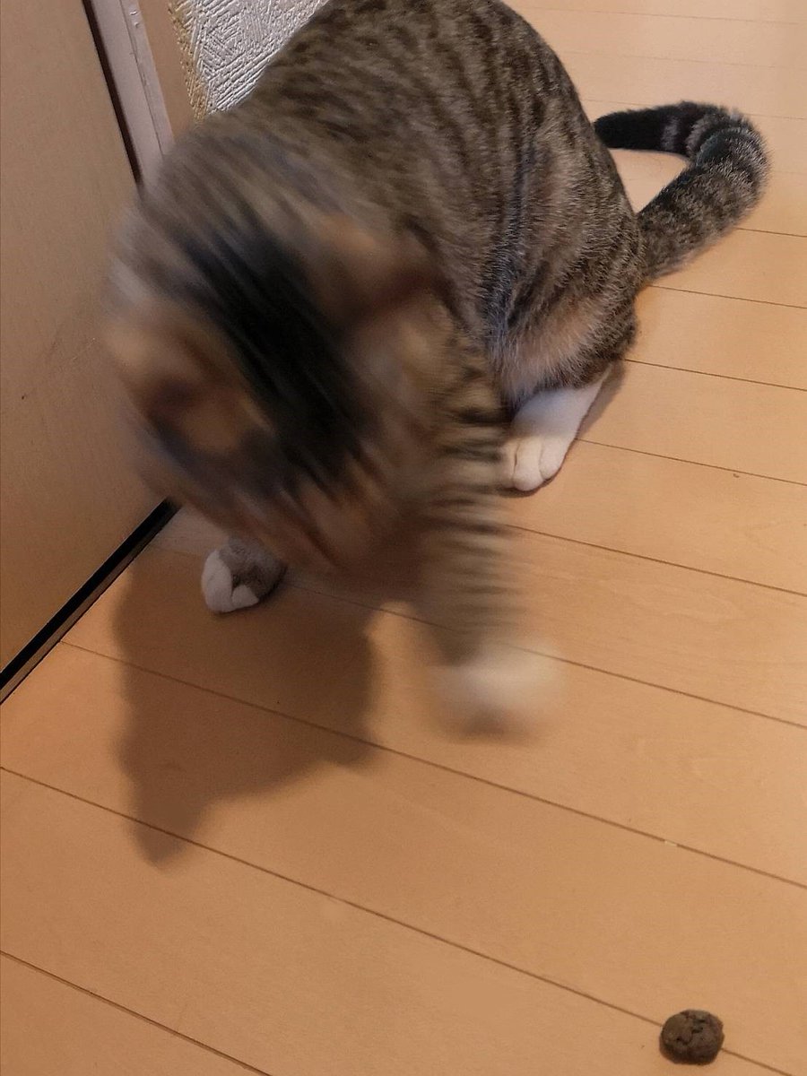 KibidangoJp's tweet photo. 私が育てました！
今日の植物の様子は？

と職人を装って軽石を盗む泥棒。
軽石を踏むと地味に痛いのでやめて！
#Natede #企業公式猫部 #保護猫
[文責:ツイ担] https://t.co/00zeUuu4wm