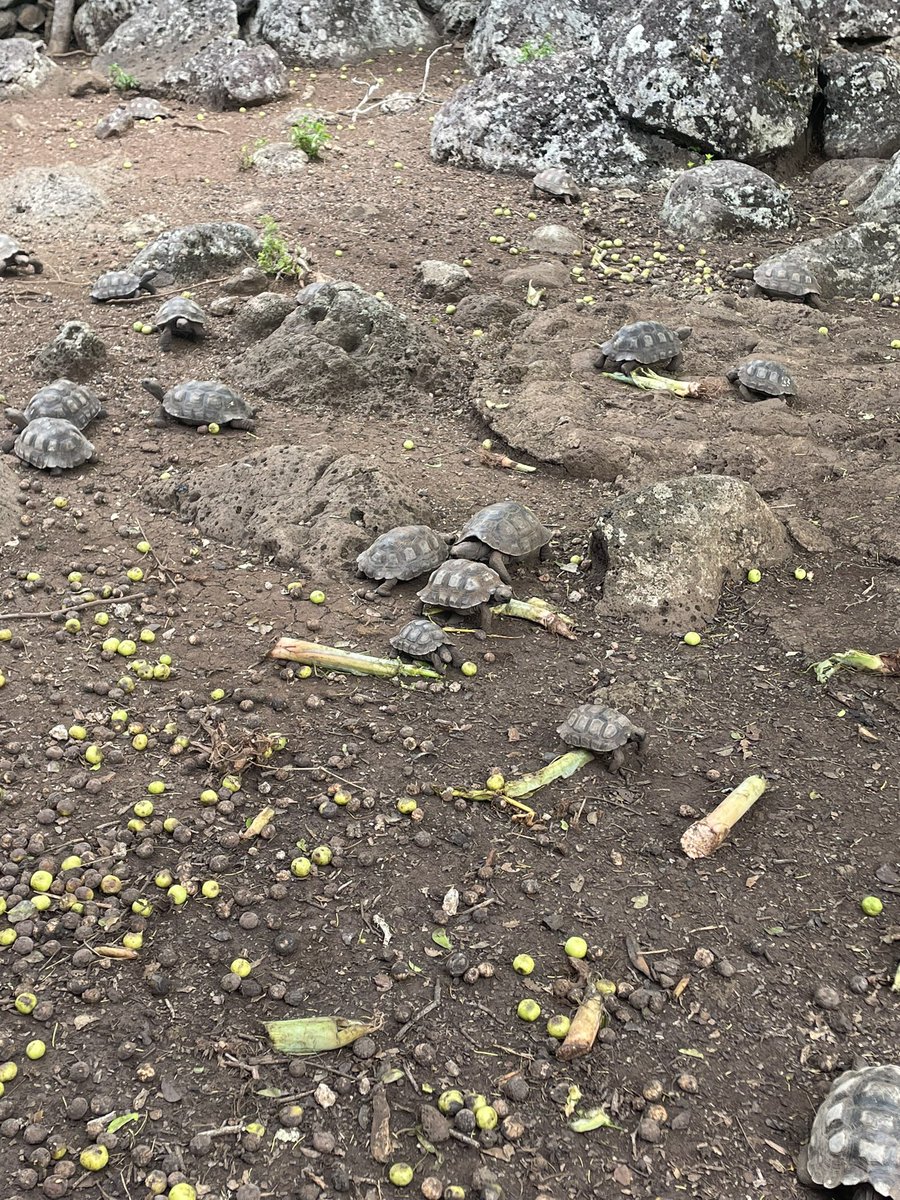 KathArgudo's tweet photo. ¡PRECAUCIÓN! 🚨⚠️ Descubrimos que hay un árbol al que llaman ‘manzanillo’ (conocido como ‘árbol de la muerte’). Si se toca quema la piel y forma llagas, y comer su frutita (que parece una manzanita verde) es mortal. Sin embargo, son el alimento de las tortugas. https://t.co/XuS6WBzyQG