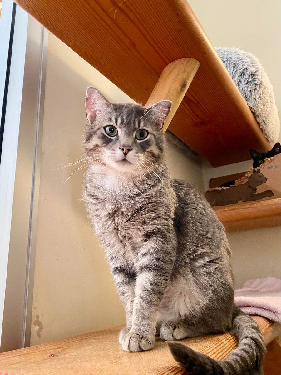 BOW_VALLEY_SPCA's tweet photo. Hi there! My name is Tyson. I am a transfer from Saskatchewan with a bunch of my friends. I'm on the larger side of the cat scale, but that just means there's more of me to love, and I'm very loving! I have been described as a 'gentle giant' by my f… https://t.co/KIqmYNFxEK https://t.co/hOTp1pGRmO