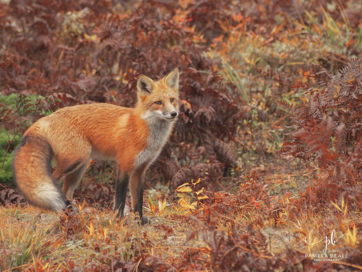 Fox in the Fern - #fox #foxes #foxesofinstagram #redfox #olympus #cangeo #natgeo #wildlifephotography #WildlifeWednesday #NaturePhotography #photography #foxlove #ilovefoxes #cutefoxes #vulpes #ewokthefoxandfriends
