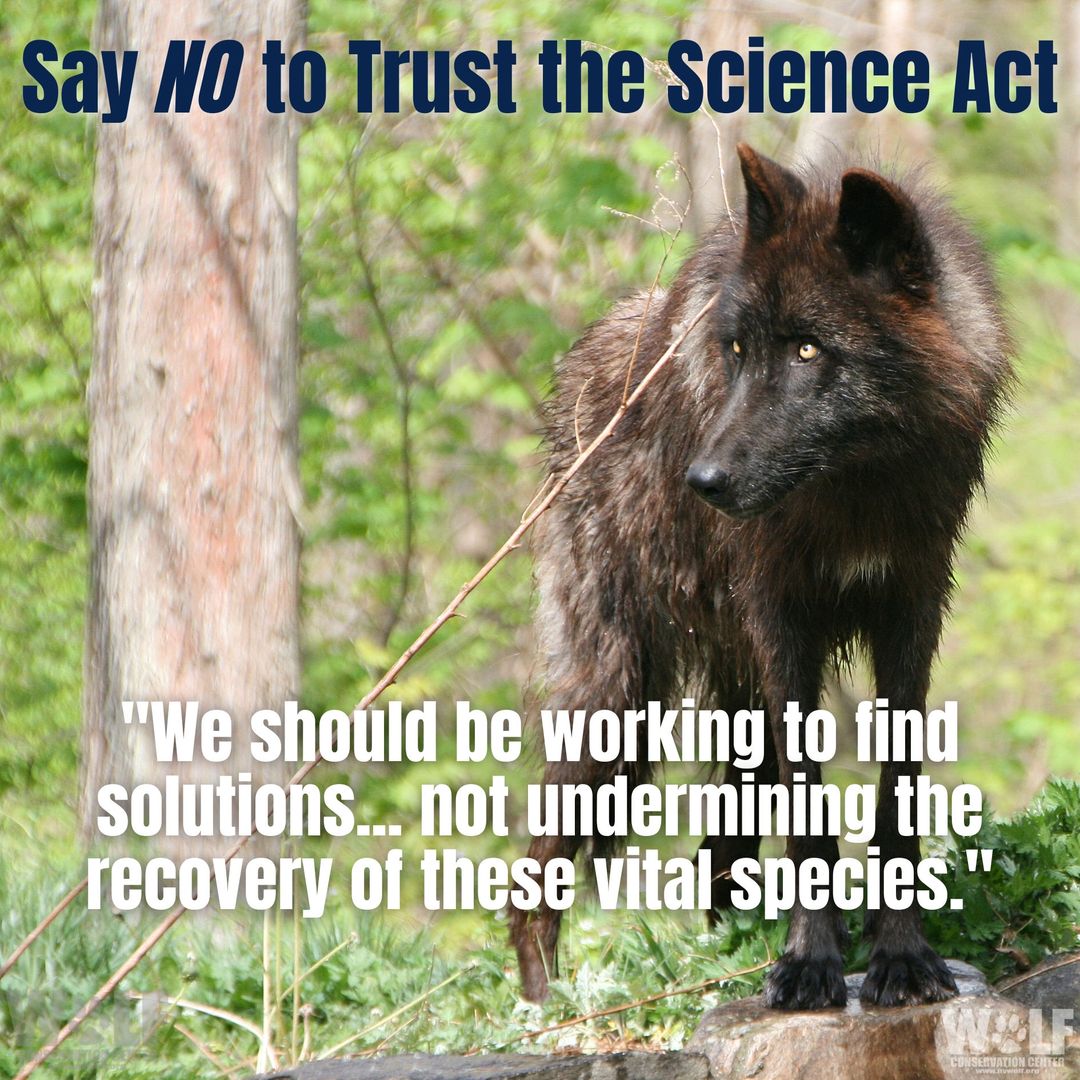 nywolforg's tweet photo. Rep. Boebert's Trust the Science Act is flawed - extremely so. The bill aims to remove Endangered Species Act protections for gray wolves, falsely claiming that it's based on science and that wolves pose significant threats to livestock producers. 
More ➡ https://t.co/xCiOhOJ2dg https://t.co/p6LOuThzF4