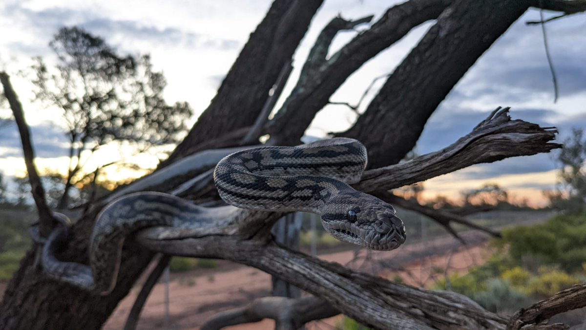 Australian Wildlife Conservancy on Twitter: "Talk about a 🐍 striking 🐍 ...