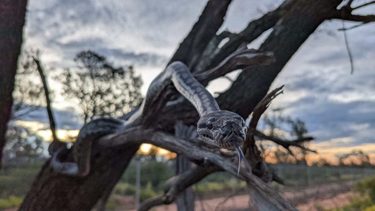 Python South Australia Australian Wildlife Conservancy on Twitter: