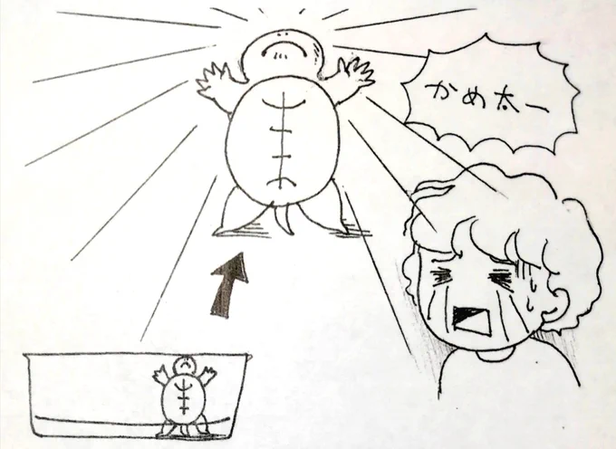かめ太をおばあちゃん家に迎えに行きましたところ 水槽の中で仁王立ちになってましたwww  👵「もう2時間位こうやって立ってる」 👩‍🦱「いや外に出してやってwww」 👵「え〜だってどっか行っちゃうんだもん探すの大変なんだもん」 🐢「🙄」