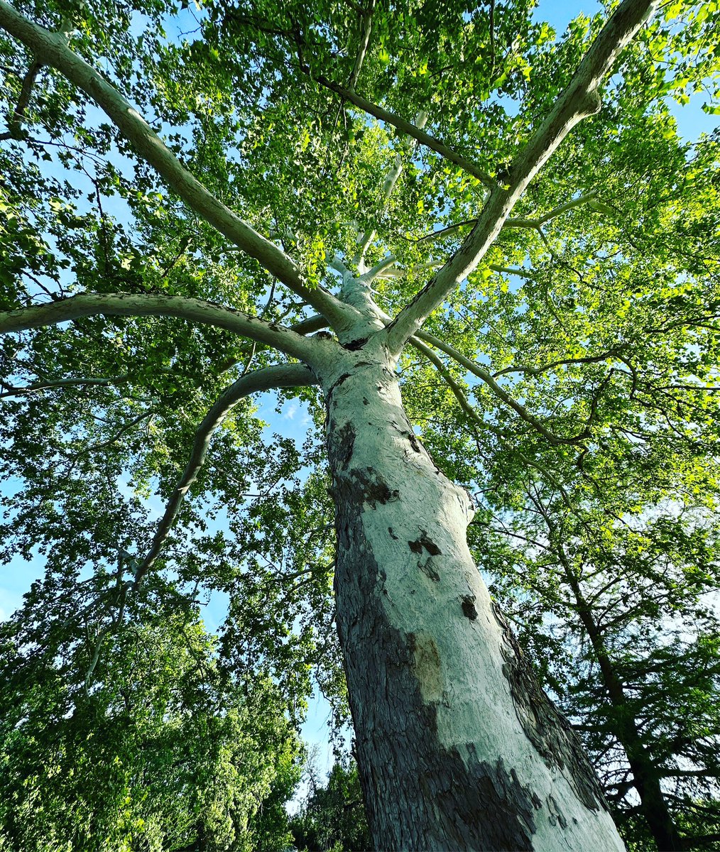 ArlynnEllis's tweet photo. Thanking God for this beautiful place ❤️ 
.
.
.
#boerne #boernetx #boernetexas #trees #nature #downtown https://t.co/iDZnJjExQm