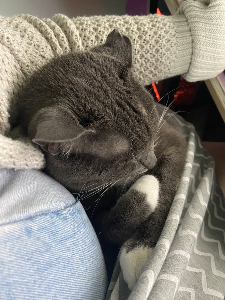 glitchchic's tweet photo. I’ve been trying to catch up on work now that I am back home. This is how I know Nezuko missed me, she won’t let me work alone and has to be in her baby sling all day 😭 https://t.co/afDCul4koT