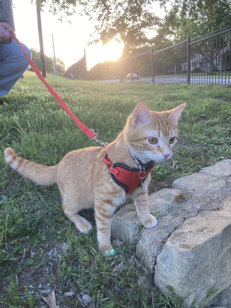 sharkadoodle's tweet photo. i went outside for the very first time today!!!!!
#trainedcat #cat #cats #kitty #kitten #CatsAreFamily #catlover #CatsofTwittter
π©΅ππ©΅ https://t.co/GomWOSxCZs