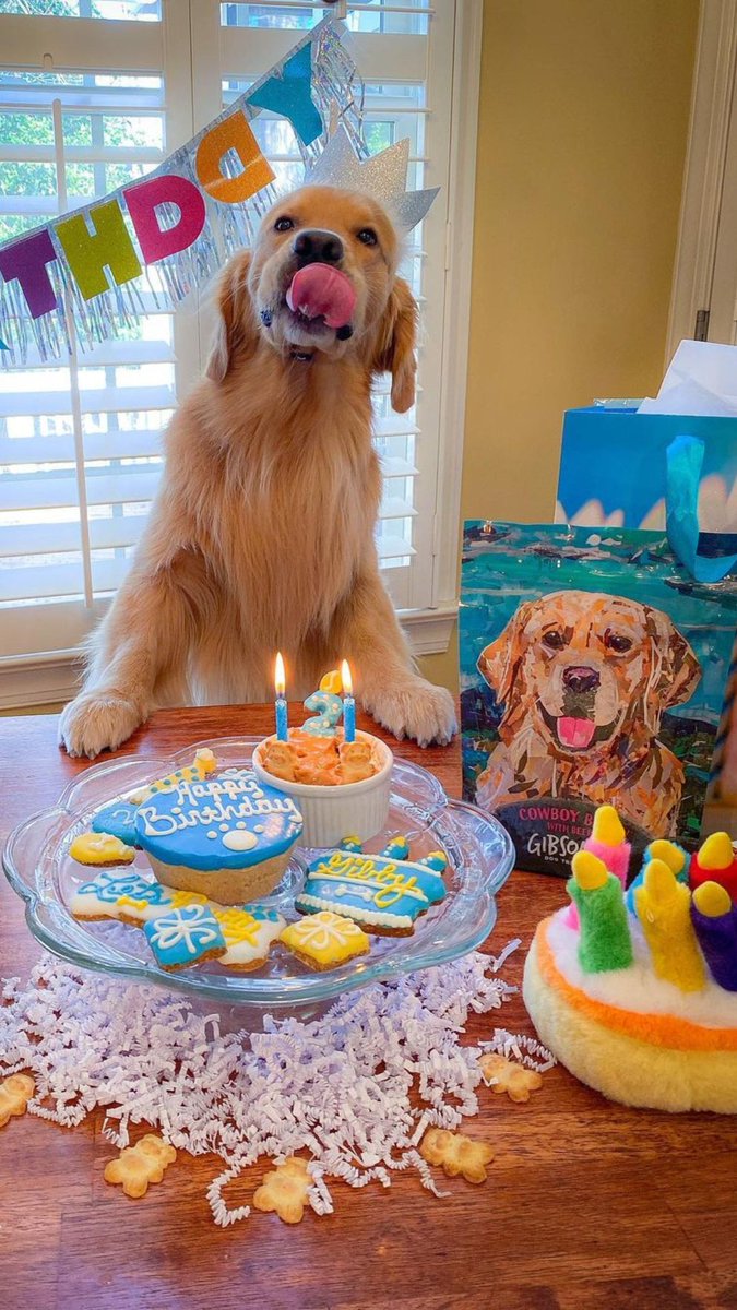 thehappydog_'s tweet photo. It's My Birthday 🎉🎉 But No One Wish Me Still Now 🥺 https://t.co/XeDEv2sE6A