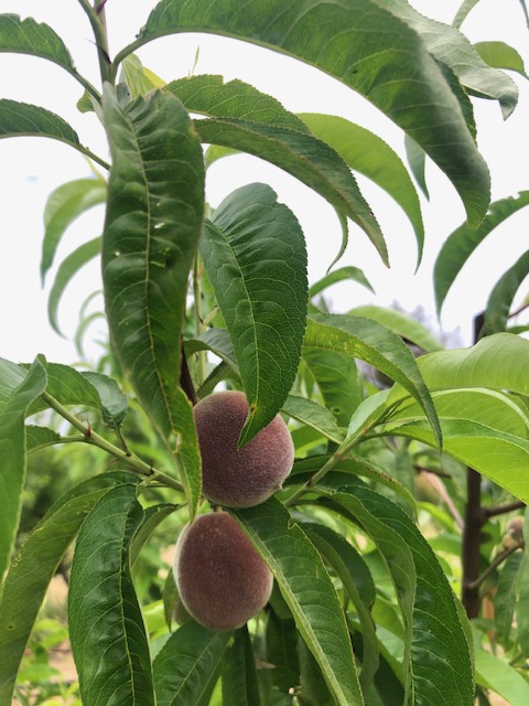 NaylorOrganics's tweet photo. Ready Set - Grow! - https://t.co/jgv7DKrmZF Opening Memorial Day Weekend. #upickfarm #nectarines #chickenexperience #naylororganicsupick #share https://t.co/ExvWii5mu5