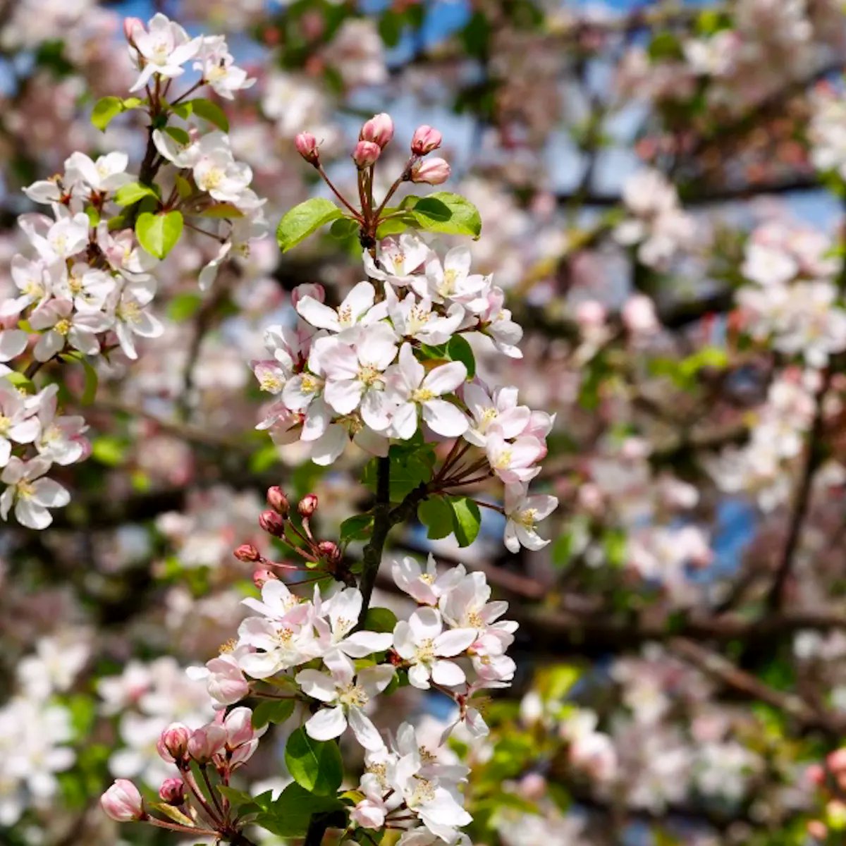 Flora150Project's tweet photo. A Beltane-style look that reminds me of apple trees in bloom at the margins of a field. It's gorgeous! Suki Waterhouse at #MetGala 

#FrocksAsFlowers #RedCarpetBotany #MetGala2023 #MayDay https://t.co/tEX2IlsWfx