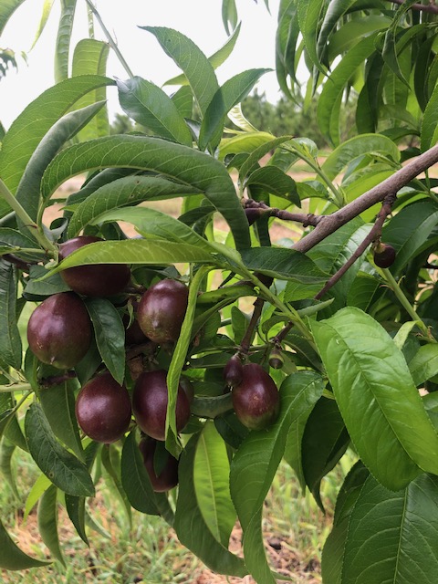 NaylorOrganics's tweet photo. Ready Set - Grow! - https://t.co/jgv7DKrmZF Opening Memorial Day Weekend. #upickfarm #nectarines #chickenexperience #naylororganicsupick #share https://t.co/ExvWii5mu5