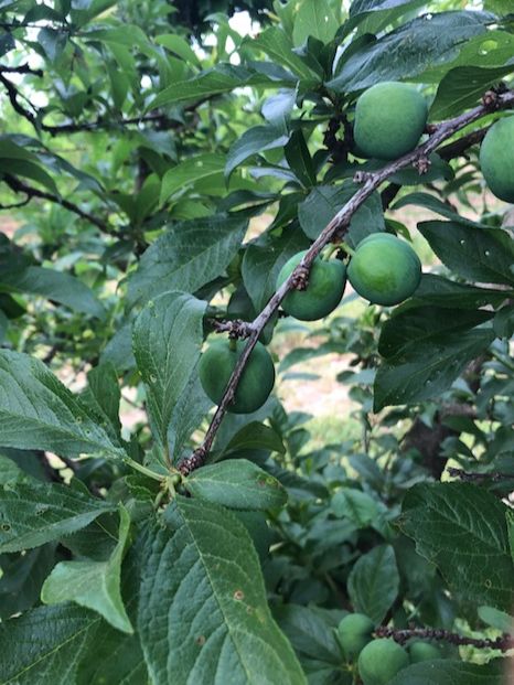 NaylorOrganics's tweet photo. Ready Set - Grow! - https://t.co/jgv7DKrmZF Opening Memorial Day Weekend. #upickfarm #nectarines #chickenexperience #naylororganicsupick #share https://t.co/ExvWii5mu5