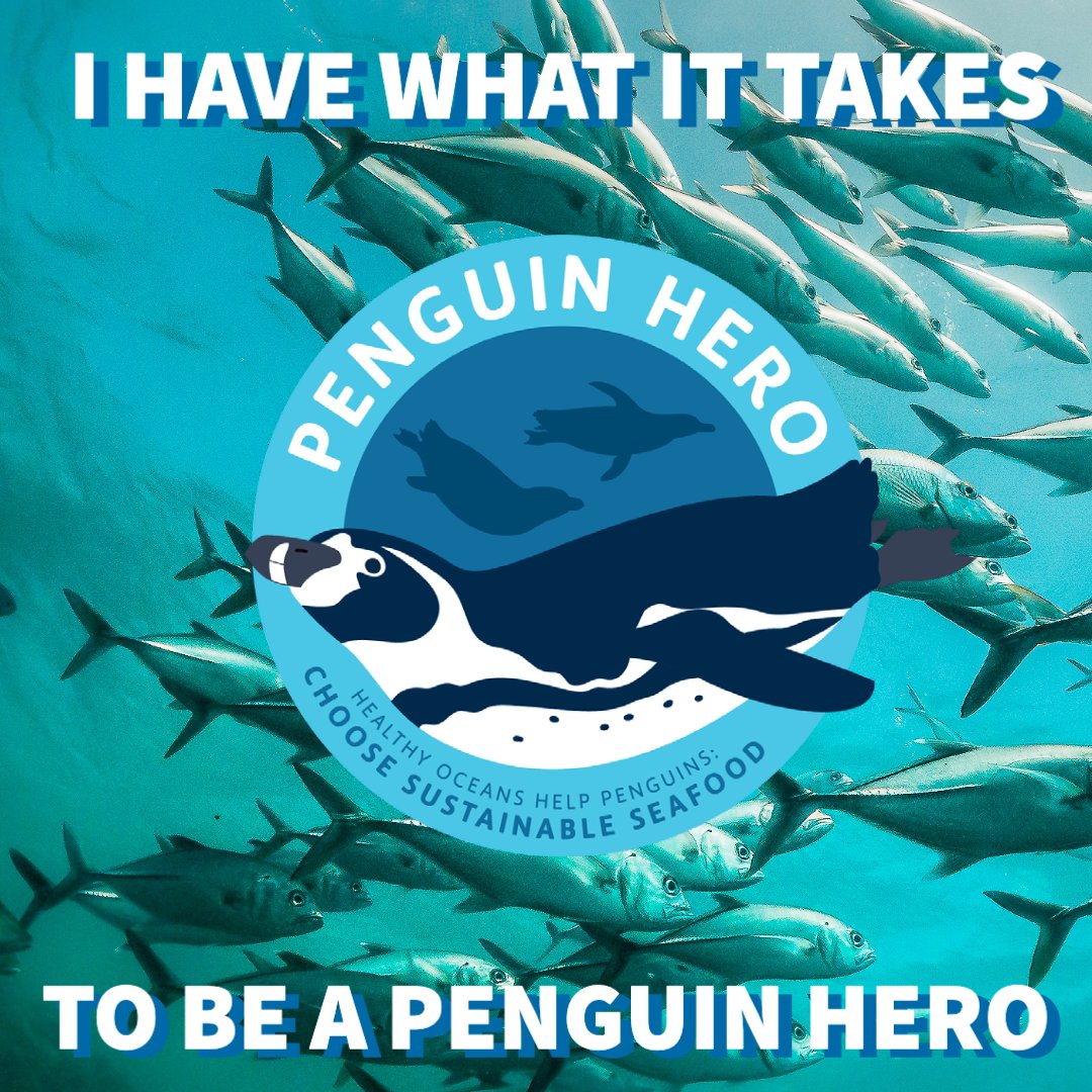 PenguinsIntl's tweet photo. It's May 1st, do you have what it takes to be a #PenguinHero and choose sustainable seafood this month?

Visit https://t.co/IxcC5XI4iq to make the pledge! Select 'Penguins International' as your institution.

#PenguinHero @safe_penguin  #SDG14 #WaddleWeDoWithoutPenguin https://t.co/Dz0oIxqqBT