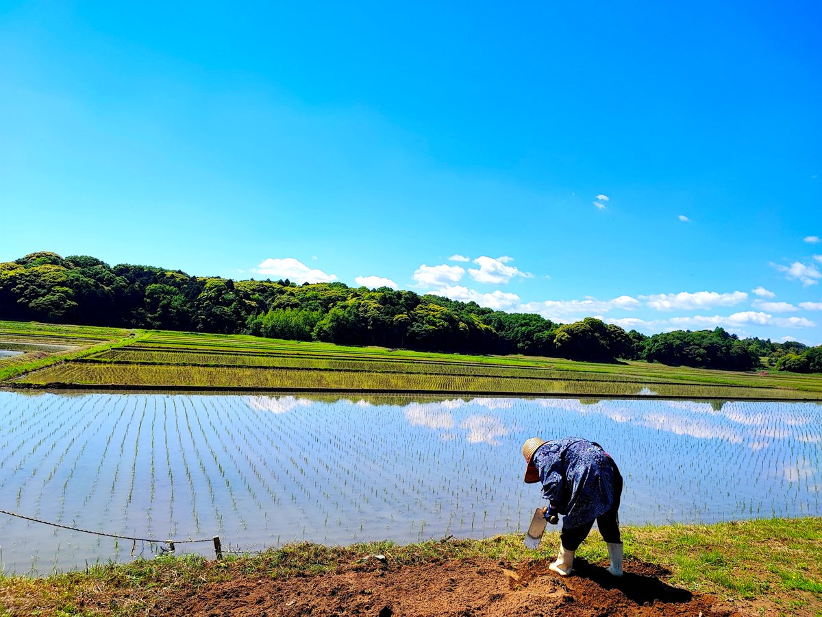 Madam_Fujiko's tweet photo. Today's weather is fantastic from the morning. 
The air is absolutely clean and the scent of greenery is amazing!

#INASHIKINEST
#GreenExercise
#farminn #Guesthouse #Ibaraki #関東 
#農家民宿 #ゲストハウス
#最高の天気 https://t.co/gu8b2nD92q