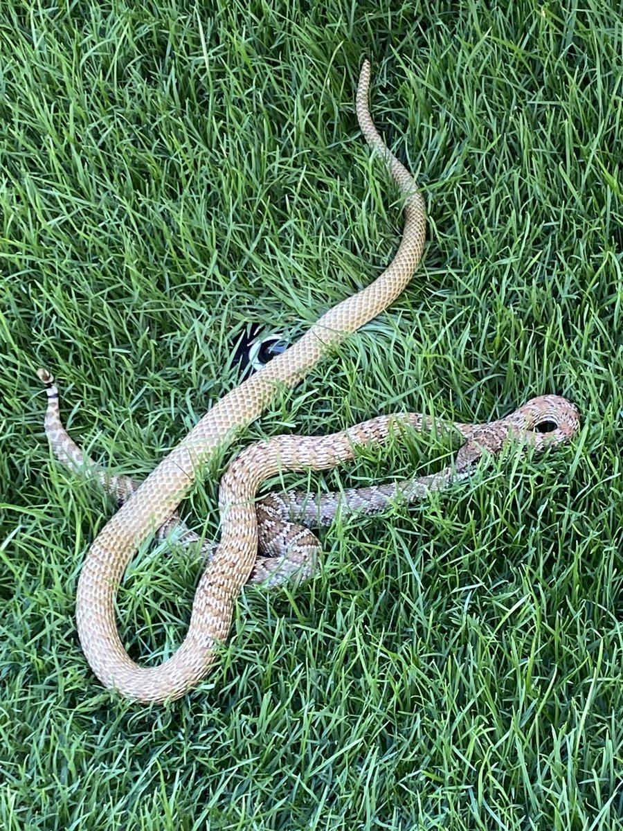 2ndcousinCj's tweet photo. Act 2: Revelation 

Upon closer inspection he realizes it is in fact another snake eating a rattlesnake. We think it’s a coachwhip? Have never seen a coachwhip eat a rattlesnake. https://t.co/puWK6baRnh