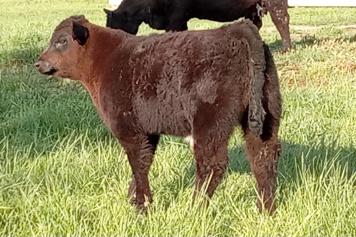 jdp678's tweet photo. Data Bank x I 80 steer. Available this fall! https://t.co/SHYh5KpJbv