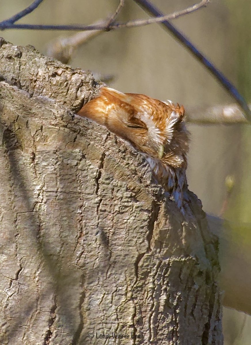 ❤️🦉😍My love for Owls: This is one of the red-morph Eastern Screech Owls of Long Island on 4/21/2023. ♥️🦉❣️#easternscreechowl  #redmorpheasternscreechhowl #owl #birdwatching #wildlife