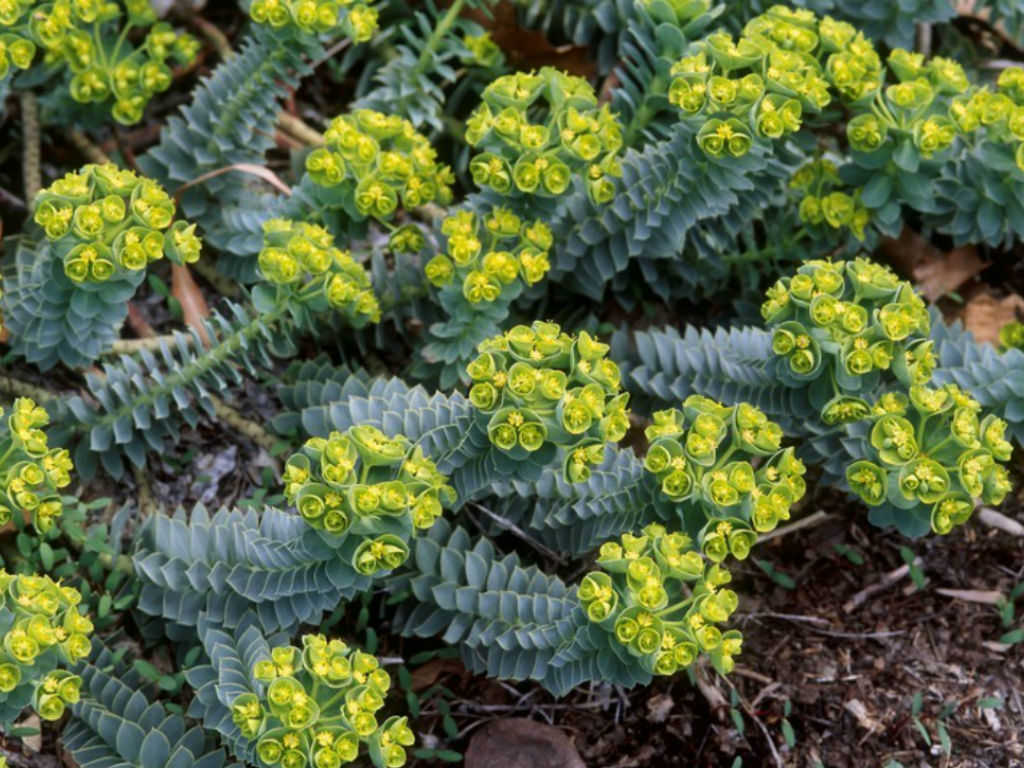 KatsuFunai's tweet photo. An annual reminder to Salt Lakers that myrtle spurge is a highly prevalent poisonous plant that you would find pretty much on every city blocks. Don't let your kids touch them! https://t.co/URBmSZBOCF