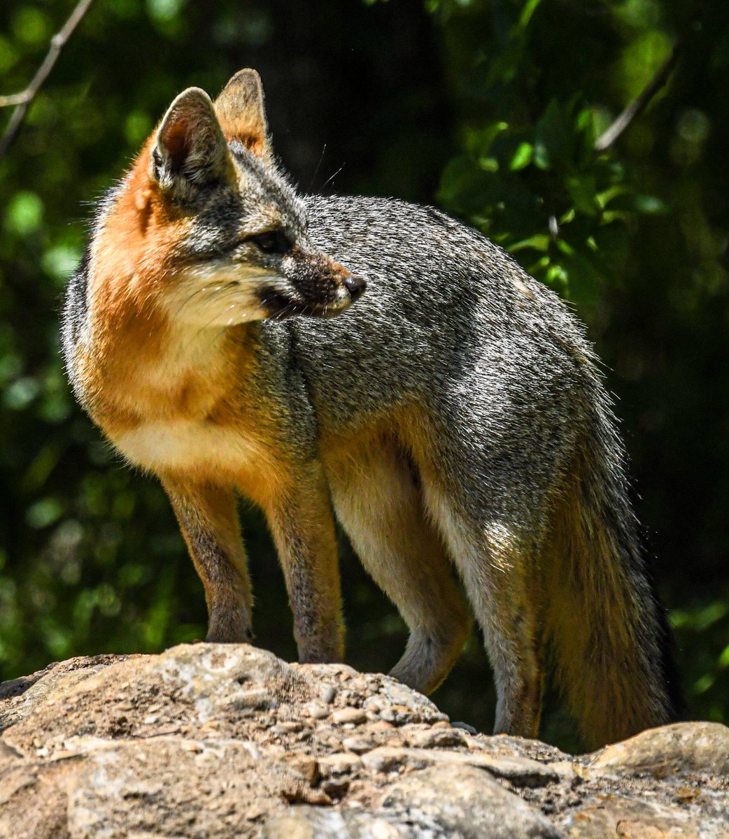 Went to Pedernales Falls State Park yesterday. What a great place to experience nature up close. 
I love the grey fox. <a href="/TPWDnews/">Texas Parks & Wildlife</a> <a href="/NikonUSA/">NikonUSA</a>