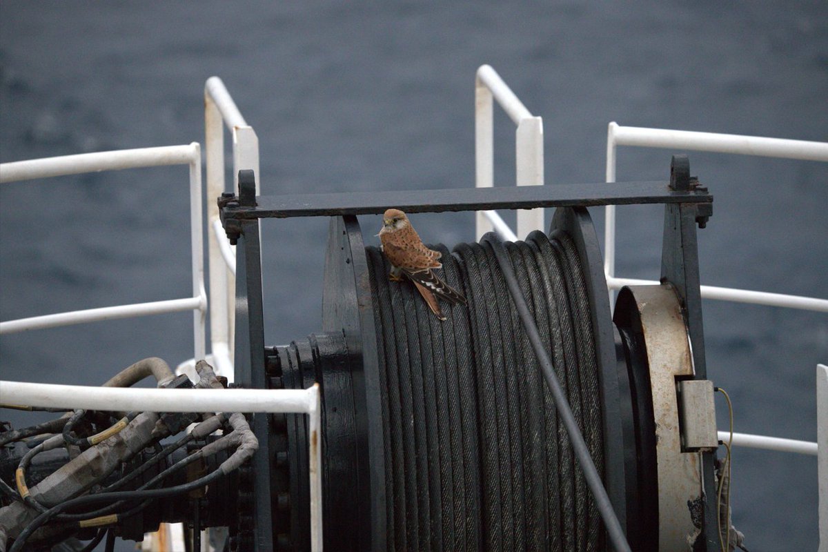 New publication out today with <a href="/BirdlifeOz/">BirdLife Australia</a>. 
This was a bit of a passion project whilst working offshore as an environmental consultant. I discuss some observations of terrestrial bird interactions with offshore infrastructure in Bass Strait, Australia.

afo.birdlife.org.au/afo/index.php/…