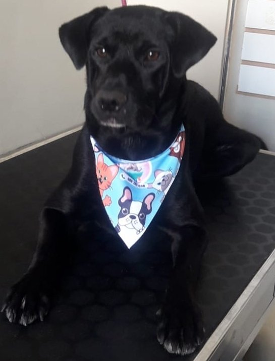 MeryPNavarro's tweet photo. Solo tenemos hasta el 7 de Mayo, y nadie ha preguntado por Salvador. Qué difícil es encontrar una familia😢😢😢
Se encuentra en Comas. Tiene 1 años, vacunado. https://t.co/Ozuukf9ruj