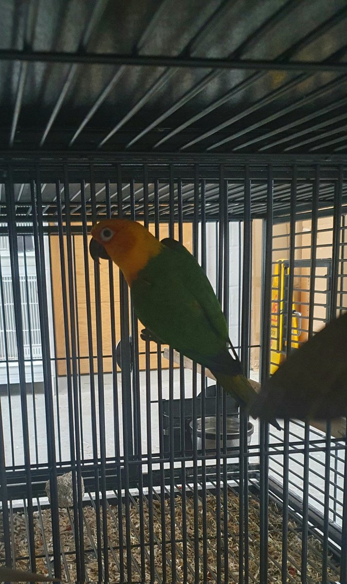 JacHarding1's tweet photo. Literally like a kid at Xmas... Counting down till 11am when I get to go pick my new baby boy up, a #JendayParrot 🦜🧡  In love already 🥰 https://t.co/safJ0nVS45