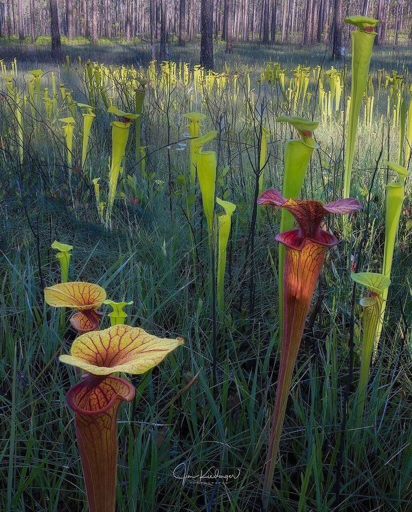 Incredible shots by @jimkiedingerphotography while exploring the bogs around #blackwaterriverstatepark swipe 👉 to see more! #floridaexplored
.
#realflorida #keepflwild #floridanature #roamflorida #onlyinflorida #pitcherplant #naturelovers #exploreflo… instagr.am/p/CruIbNos5wv/