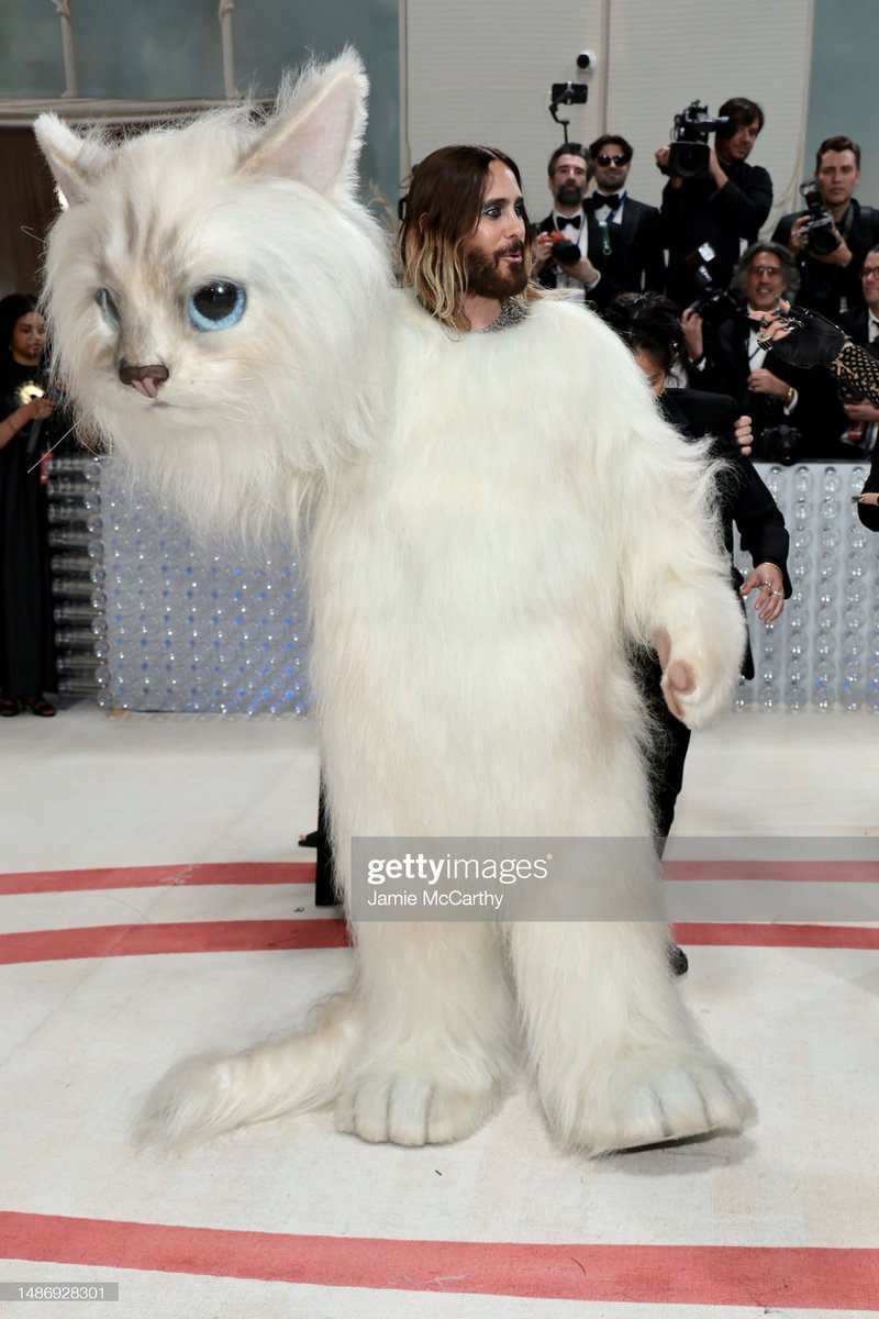rombombb's tweet photo. me showing up to my cat’s birthday three months late https://t.co/Gu9DmWLkVb