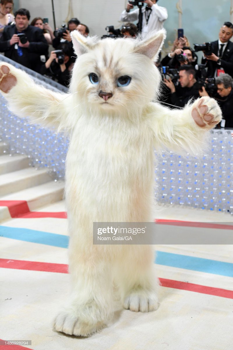 rombombb's tweet photo. me showing up to my cat’s birthday three months late https://t.co/Gu9DmWLkVb