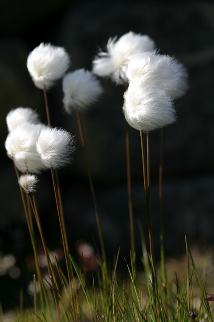 Flora150Project's tweet photo. This is a good look. Eddie Redmayne as Eriophorum callitrix (Arctic cottongrass) at #MetGala!

#FrocksAsFlowers #RedCarpetBotany #MetGala2023 https://t.co/gczkFIxvfl