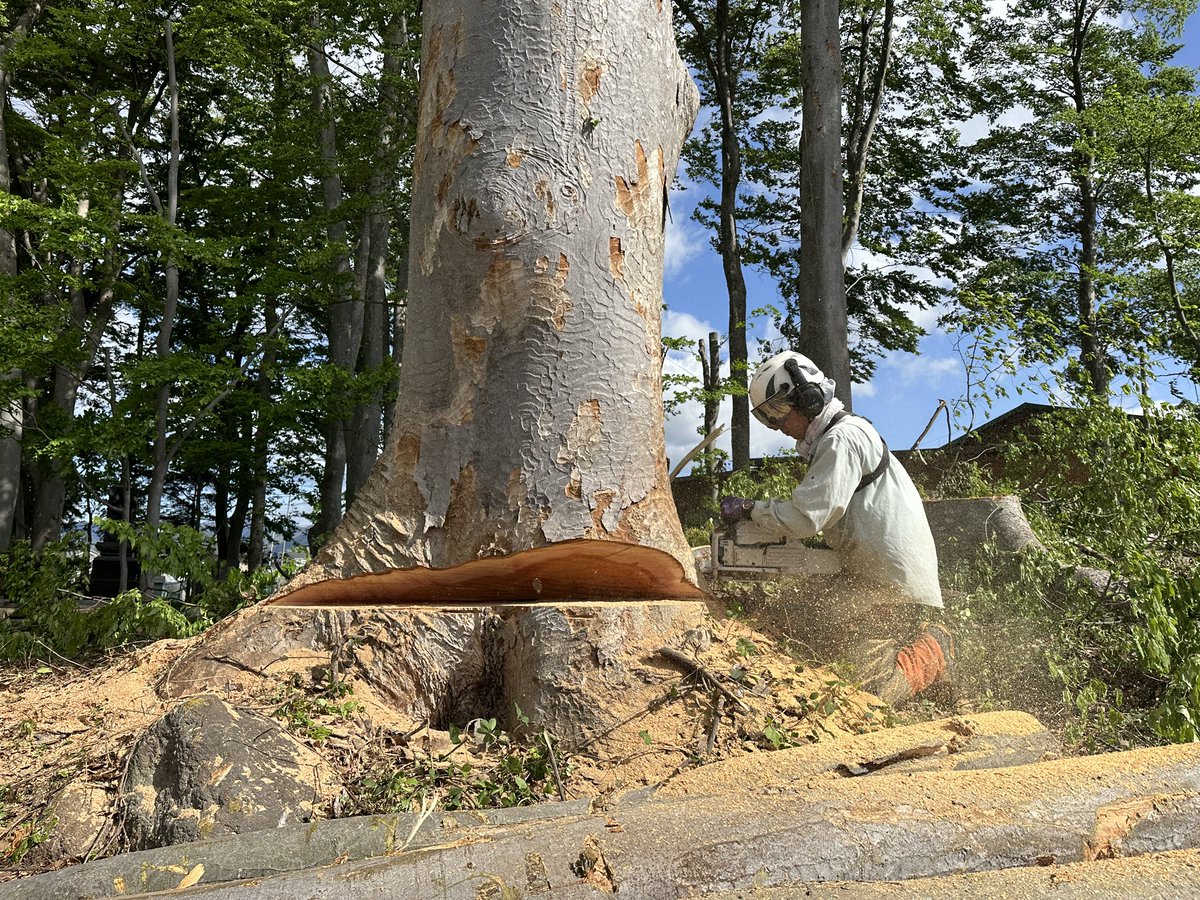 koyamarinsan's tweet photo. 欅重くて重機で持ち上がらない!
夕方ユニックで来ようかな。
#stihl #ms880 #ms661c
#株式会社小山林産 https://t.co/pwtpPGoVri