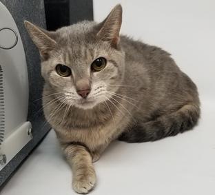 PeterAskin1's tweet photo. Poor grey tabby grandma Storm 167705 was returned to NYC ACC in #NewYork after 2 weeks because allegedly not getting along with the resident cats! (No gradual intros)! She is a sweet doll &amp; deserves much better! Adopt! Pledge for rescue!  VERY URGENT! 🙏 https://t.co/e2FwkwL0P3 https://t.co/y8kBAHV8qk