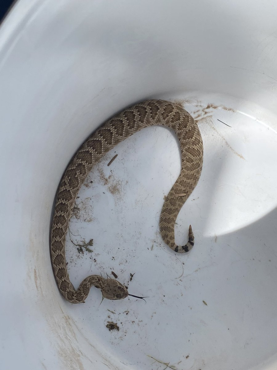 2ndcousinCj's tweet photo. Buddy was able to bucket and safely relocate western diamondback who lives to see another day. WHAT A RIDE! https://t.co/ClB6kAQ2fk