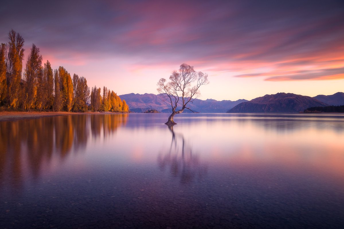 gm

There may have been 50 other photographers at the tree when I took this, but I think I came away with the best shot 😁