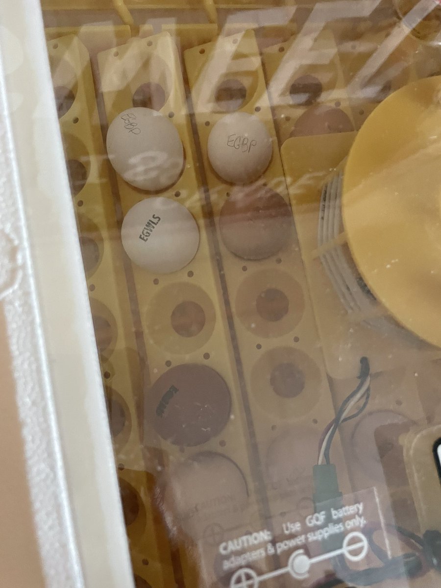 Mrs_Ray_1st's tweet photo. Last month of school……baby chicks are coming! So much excitement in room 113! https://t.co/SCKVgob4rm