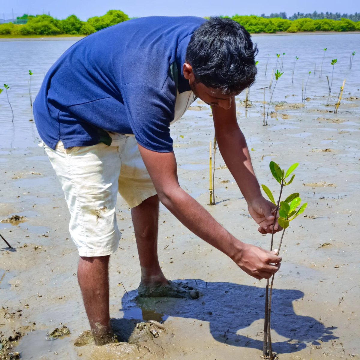 Protecting our coasts, one Mangrove at a time: Join us in the fight against climate change by planting Mangroves for coastal resilience. 

#MangrovesForClimate 🌱
#CoastalResilience
#RestoreOurCoasts
#BlueCarbon
#NatureBasedSolutions #ClimateAdaptation

@SatpathyLive @YuWaahIndia