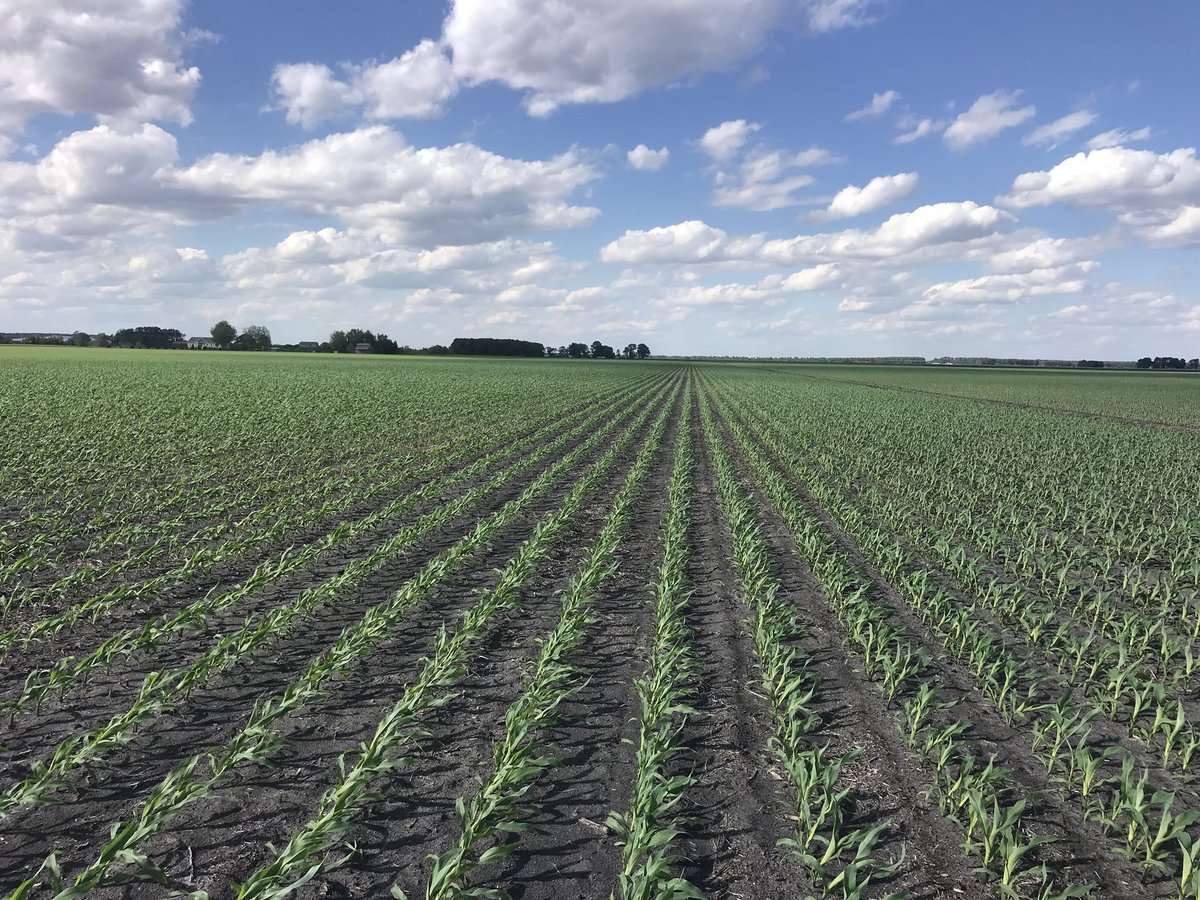 P1222YHR 🌽🌽🌽 looking happy ⁦<a href="/PioneerSeeds/">Pioneer Seeds U.S.</a>⁩ ⁦<a href="/CortevaUS/">Corteva U.S.</a>⁩ #plantpioneer