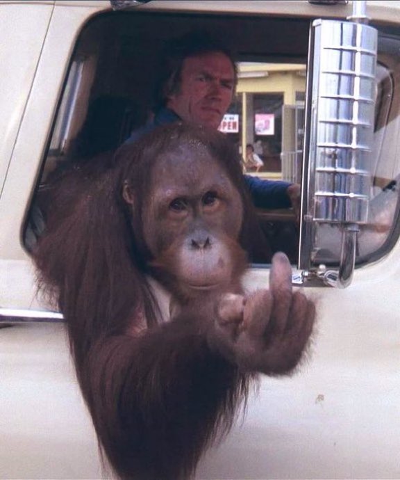 Super70sSports's tweet photo. When I was seven years old, I thought it was perfectly fucking normal for a dude to drive around with an orangutan riding shotgun. 

👉 https://t.co/LrYBsoVWuD https://t.co/lmxrv3tuIr