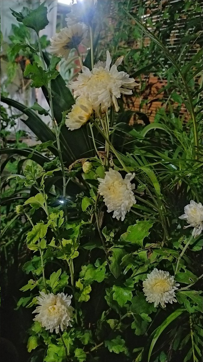 WhyPtr_Cyj's tweet photo. @nfhopc @tanyakanrl Redmi note 8 beli tahun 2019 masih gahar, foto pertama diambil di parkiran, foto kedua pas malam hari tinggal sesuaikan cahayanya, yang ketiga agak blur soalnya diambil pas mobil jalan hpnya ditaruh jendela terus cekrek" aja, yang keempat diambil pas naik sepeda motor. No filter https://t.co/eCkzFBKpBP