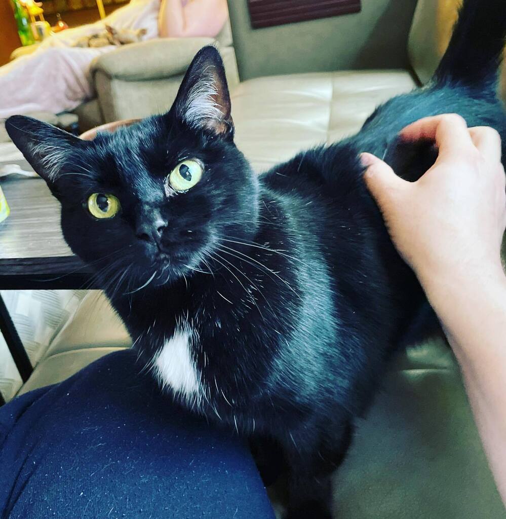 robrlives's tweet photo. Meow 😻 https://t.co/xUNewWHTSw https://t.co/JL0XVGDr44