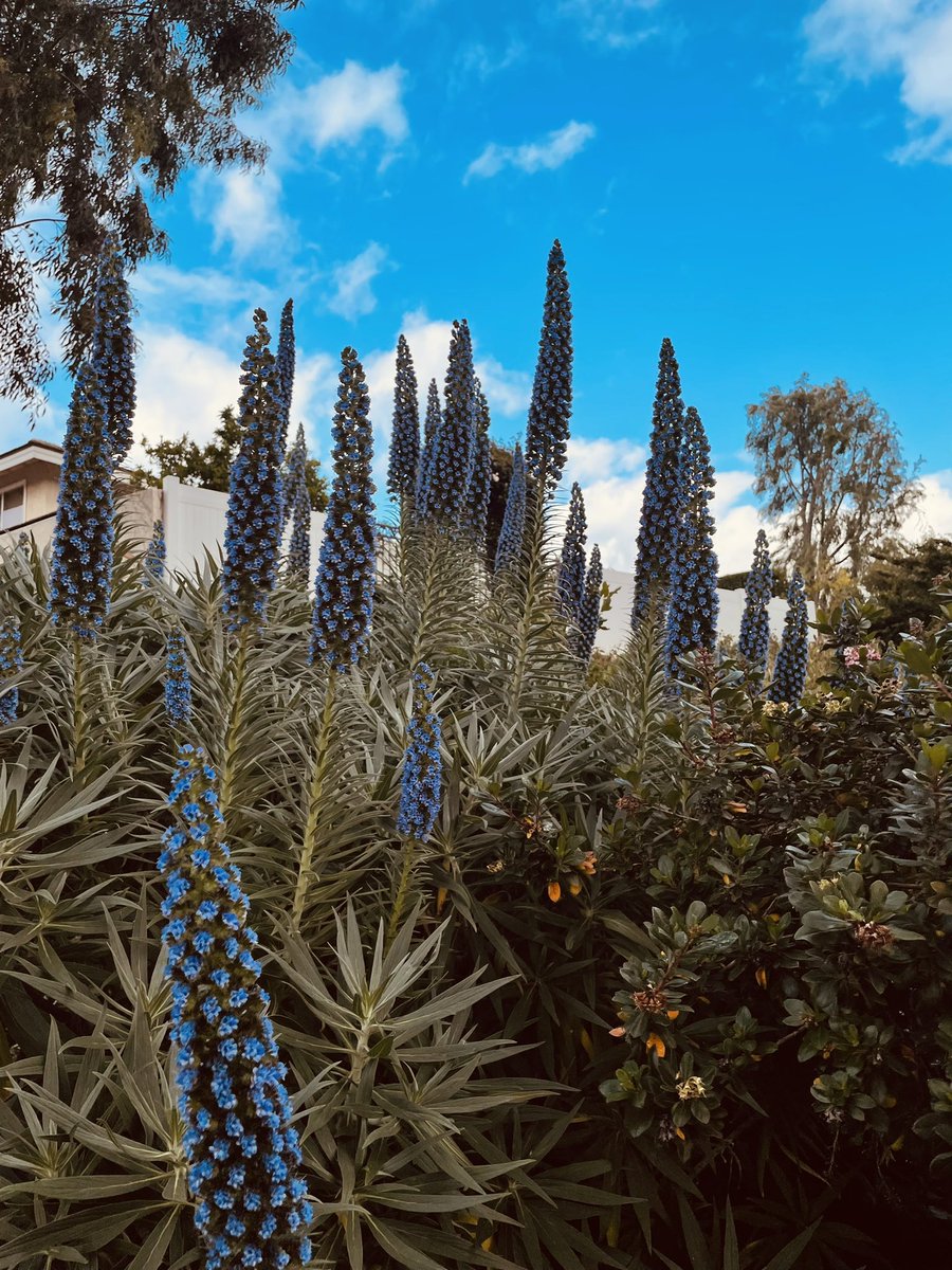 _Mariah_Suarez_'s tweet photo. my happy place 🌻✨ https://t.co/muBaD9RQvY