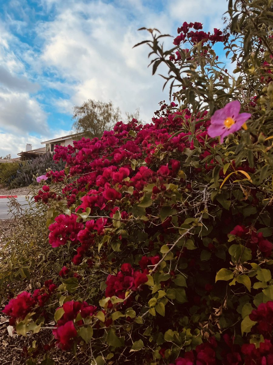 _Mariah_Suarez_'s tweet photo. my happy place 🌻✨ https://t.co/muBaD9RQvY