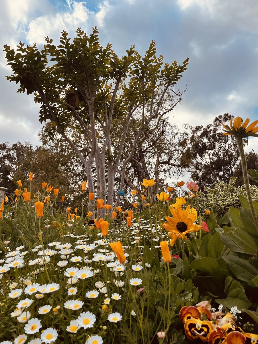 _Mariah_Suarez_'s tweet photo. my happy place 🌻✨ https://t.co/muBaD9RQvY