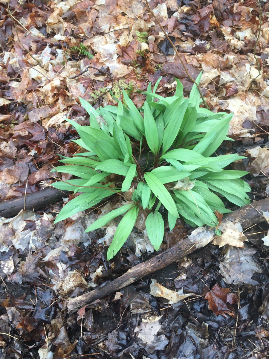 Good weekend in Grey County