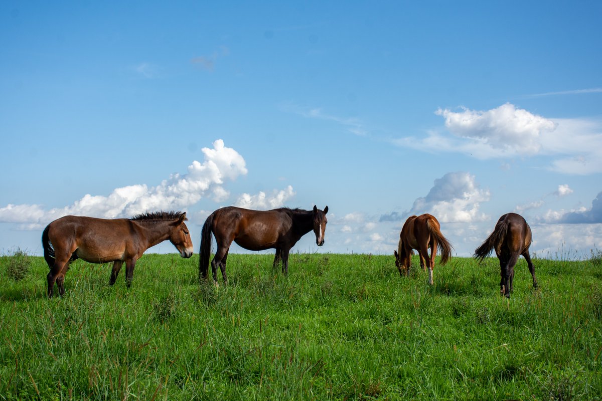 abubakaringim's tweet photo. Not wild horses though, but they have found a calm and endless grazing field high on the Mambila Plateau, Nigeria
#nigeria #touristattraction #Mambila #Taraba_State #outdooradventures #outdoorslife https://t.co/j4JA2EFcWH