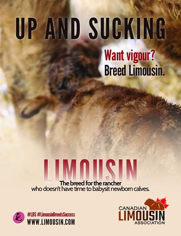 Limousin Breeds Success
#limousinbreedssuccess
#LBS