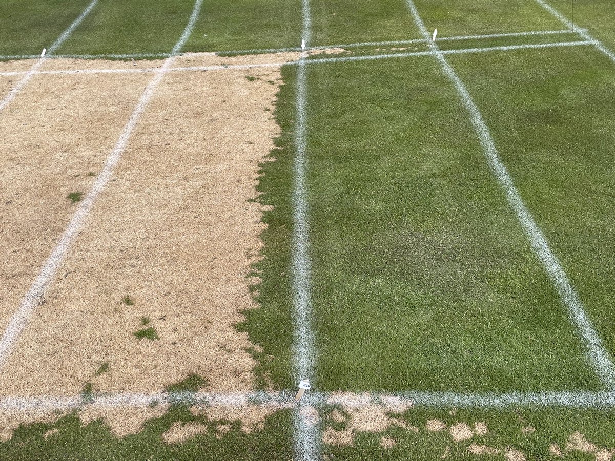 Another day of rating awesome snow mold in northern MN with <a href="/kurtaculous/">Kurt Hockemeyer</a>. With 150+ days of snow cover on unfrozen turf there isn’t much room for error. Thanks to <a href="/UMNTurf/">UMN Turfgrass Science</a> for partnering with us and to Jeff Simondet (Giant’s Ridge) and Matt McKinnon (Cragun’s) for hosting!