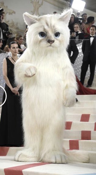 TheLizWasser's tweet photo. THEY FINALLY DID IT. THE MAD BASTARDS THREW A JELLICLE BALL. https://t.co/Tf8ucWyCZL