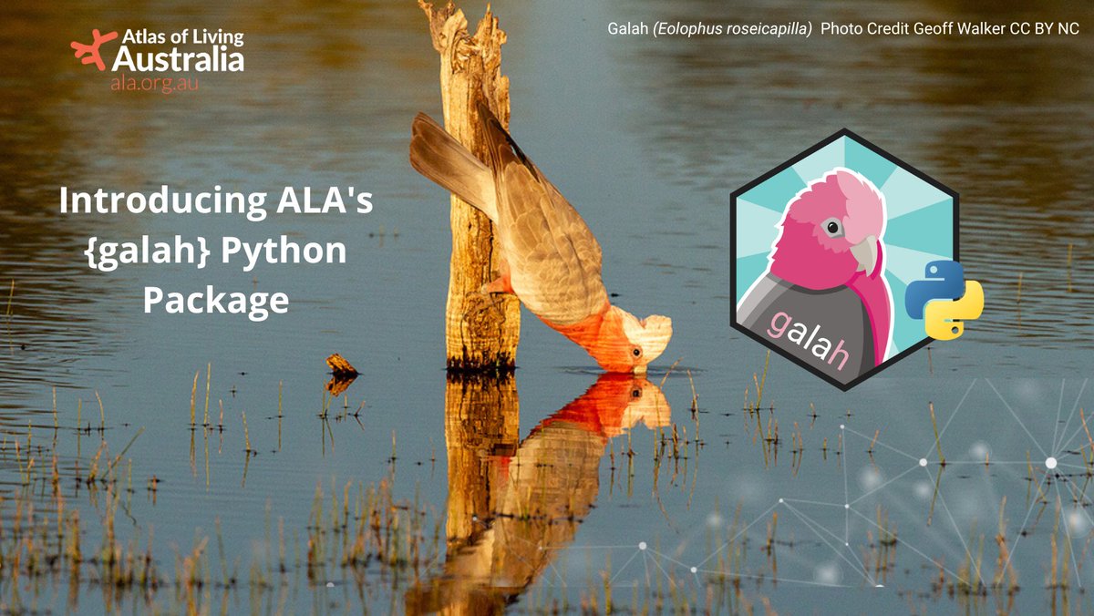 atlaslivingaust's tweet image. There's a snake in my code! 🐍

Do you ❤️ ALA's {galah} #RStats package but prefer to work in #Python? 📊

🙌 You're in luck because we've just launched the {galah} Python Package! 

The release will help you better understand &amp;amp; visualise ALA #data. 👀

🔗 spr.ly/6010OXVgk