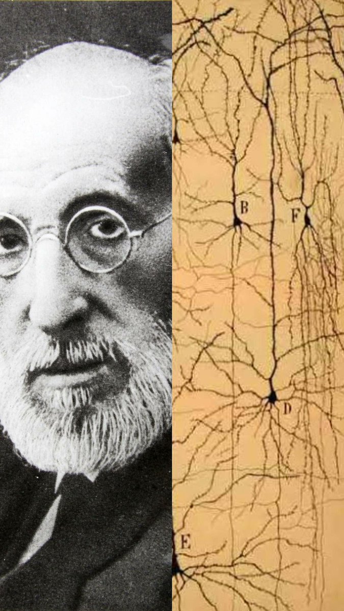 A day like today Santiago #RamónyCajal was born, the world of #neuroscience cannot be visualized without his work